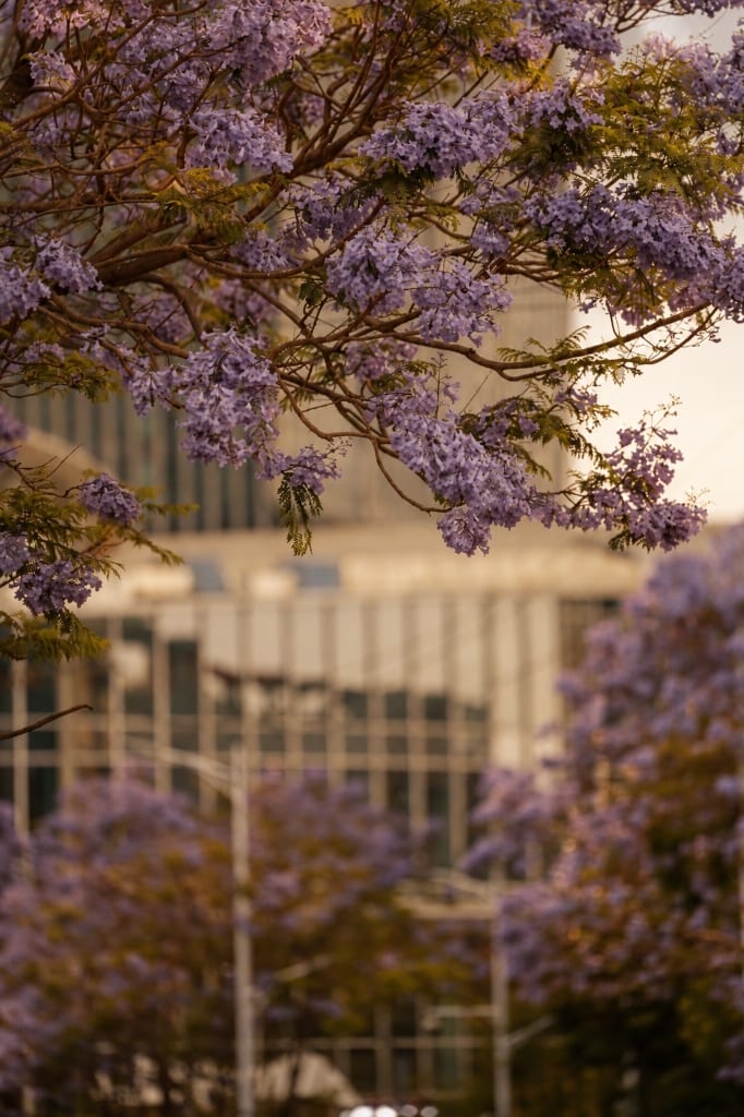 Blooming jacarandas and street scene in South Africa